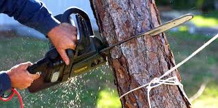 Best Weed Control  in Black Point Green Point, CA