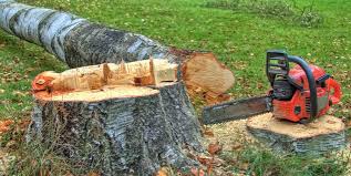 Best Tree Removal  in Black Point Green Point, CA