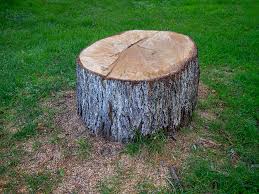 Best Tree Health Inspection  in Black Point Green Point, CA