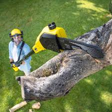 Best Emergency Tree Removal  in Black Point Green Point, CA