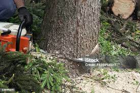 Best Hazardous Tree Removal  in Black Point Green Point, CA