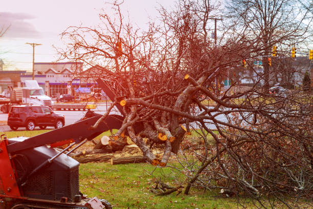 Best Leaf Removal  in Black Point Green Point, CA