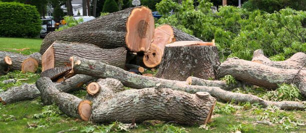 Best Utility Line Clearance  in Black Point Green Point, CA