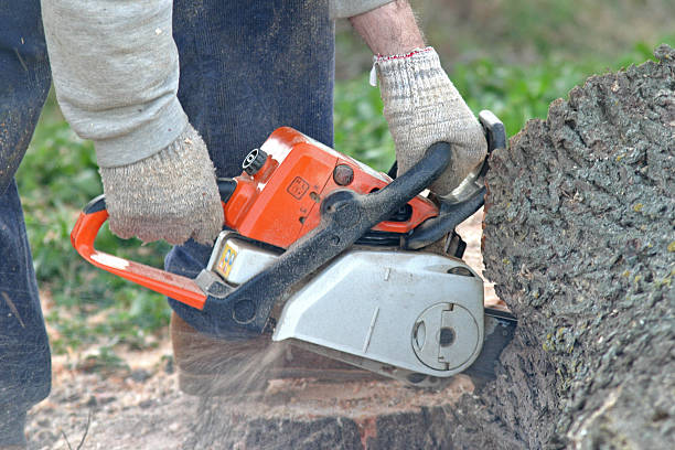 Black Point Green Point, CA Tree Care Company