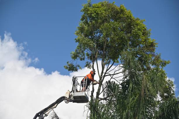 How Our Tree Care Process Works  in  Black Point Green Point, CA