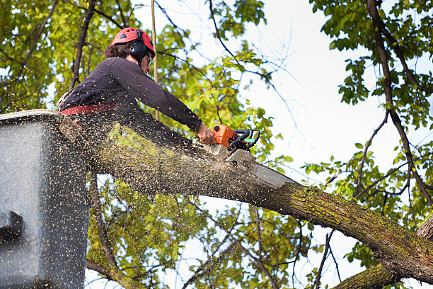 Best Hedge Trimming  in Black Point Green Point, CA