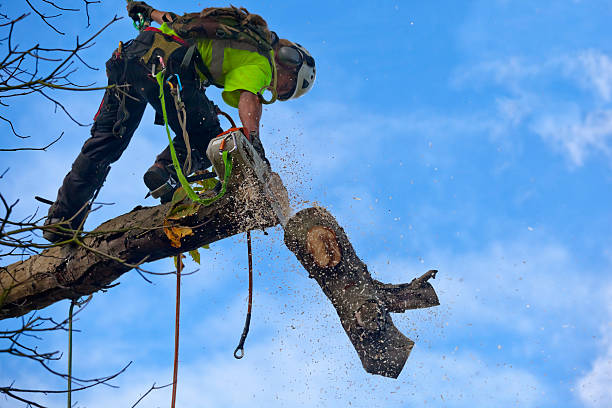 Best Pest Control for Lawns  in Black Point Green Point, CA